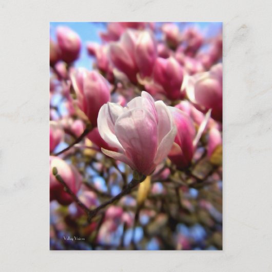 Massa van Magnolia Briefkaart (Voorkant)