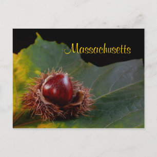 Massachusetts, herfst leder met nout Briefkaart