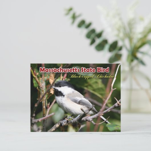 Massachusetts State Bird - Black-capped Chickadee Briefkaart (Staand voorkant)