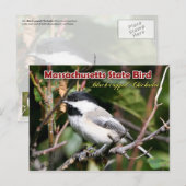 Massachusetts State Bird - Black-capped Chickadee Briefkaart (Voorkant / Achterkant)