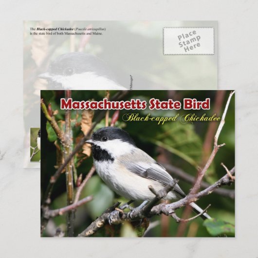 Massachusetts State Bird - Black-capped Chickadee Briefkaart (Voorkant / Achterkant)