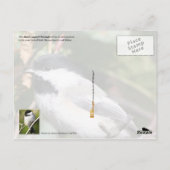Massachusetts State Bird - Black-capped Chickadee Briefkaart (Achterkant)
