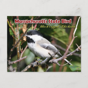 Massachusetts State Bird - Black-capped Chickadee Briefkaart