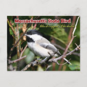 Massachusetts State Bird - Black-capped Chickadee Briefkaart (Voorkant)