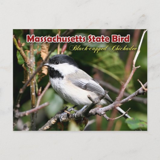 Massachusetts State Bird - Black-capped Chickadee Briefkaart (Voorkant)