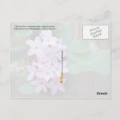 Massachusetts State Flower: Mayflower Briefkaart (Achterkant)