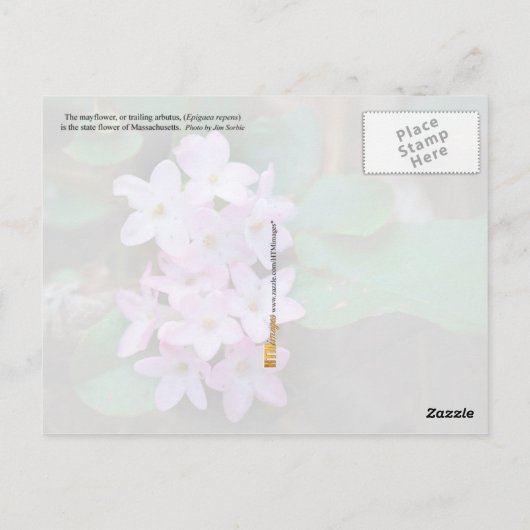 Massachusetts State Flower: Mayflower Briefkaart (Achterkant)