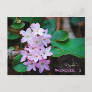 Massachusetts State Flower: Mayflower Briefkaart