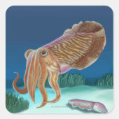 MassachusettsCuttlefish Scene Vierkante Sticker (Voorkant)