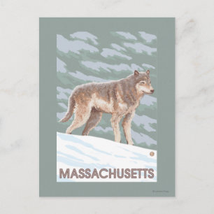 MassachusettsWolf Scene Briefkaart