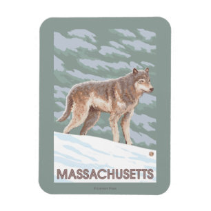MassachusettsWolf Scene Magneet