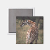Massai Giraffe 2 Magneet (Voorkant / Achterkant)