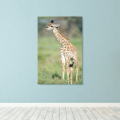 Massai Giraffe Baby Canvas Afdruk (Insitu (Houten vloer))