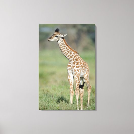 Massai Giraffe Baby Canvas Afdruk (Voorkant)