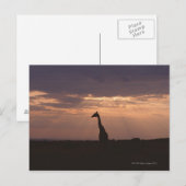 Massai Giraffe Briefkaart (Voorkant / Achterkant)