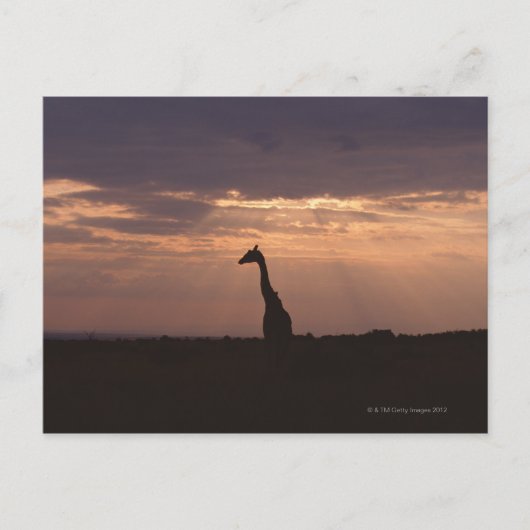 Massai Giraffe Briefkaart (Voorkant)