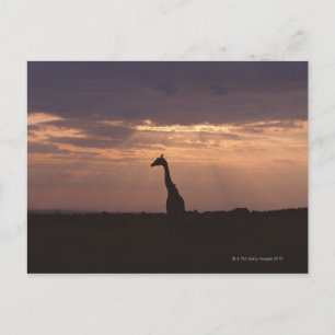 Massai Giraffe Briefkaart