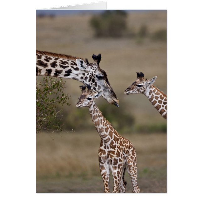 Massai-giraffe (Giraffe Tippelskirchi) (Voorkant)