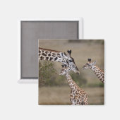 Massai-giraffe (Giraffe Tippelskirchi) Magneet (Voorkant / Achterkant)