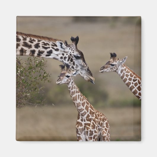 Massai-giraffe (Giraffe Tippelskirchi) Magneet (Voorkant)