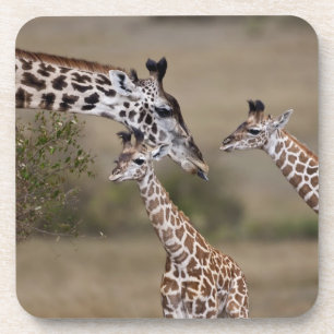 Massai-giraffe (Giraffe Tippelskirchi) Onderzetter