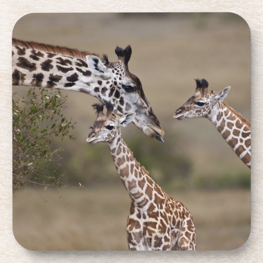 Massai-giraffe (Giraffe Tippelskirchi) Onderzetter (Voorkant)