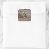 Massai-giraffe (Giraffe Tippelskirchi) Vierkante Sticker (Tas)