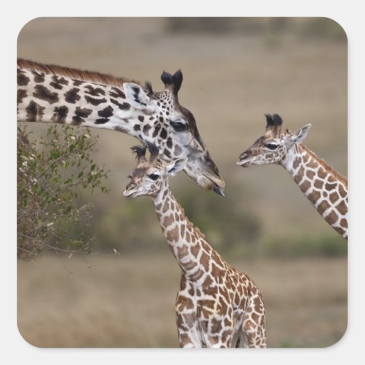 Massai-giraffe (Giraffe Tippelskirchi) Vierkante Sticker (Voorkant)