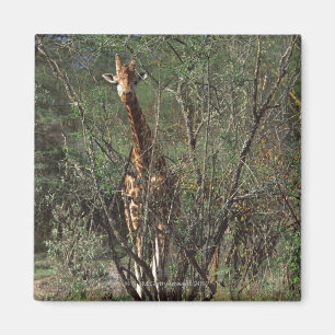 Massai Giraffe Magneet