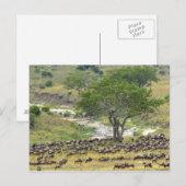 Massieve Wildebeest-kudde tijdens de migratie; Briefkaart (Voorkant / Achterkant)