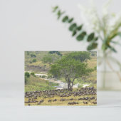 Massieve Wildebeest-kudde tijdens de migratie; Briefkaart (Staand voorkant)