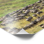 Massieve Wildebeest-kudde tijdens de migratie; Foto Afdruk (Hoek)