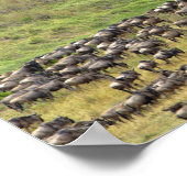 Massieve Wildebeest-kudde tijdens de migratie; Poster (Hoek)