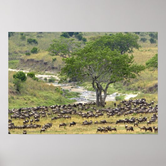 Massieve Wildebeest-kudde tijdens de migratie; Poster (Voorkant)