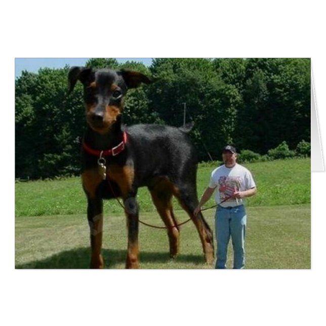 Massive Dog (Voorkant Horizontaal)