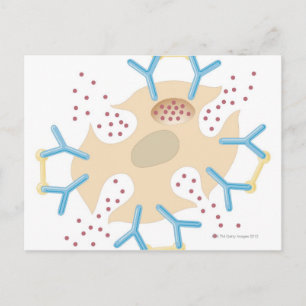 Mast Cell releasing Histamine Briefkaart