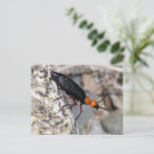 Master Blister Beetle Briefkaart (Staand voorkant)