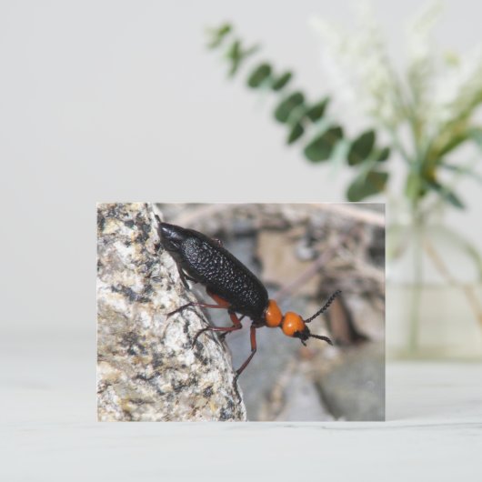 Master Blister Beetle Briefkaart (Staand voorkant)