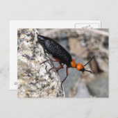 Master Blister Beetle Briefkaart (Voorkant / Achterkant)
