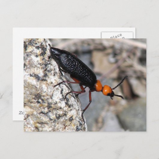 Master Blister Beetle Briefkaart (Voorkant / Achterkant)