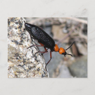 Master Blister Beetle Briefkaart