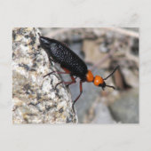 Master Blister Beetle Briefkaart (Voorkant)