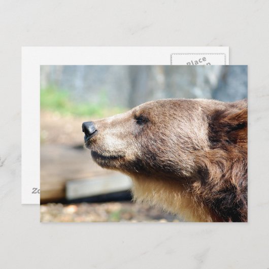 Master Bruin Briefkaart (Voorkant / Achterkant)