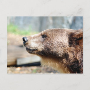 Master Bruin Briefkaart