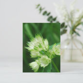 Masterwort Briefkaart (Staand voorkant)