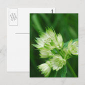 Masterwort Briefkaart (Voorkant / Achterkant)