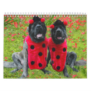 Mastiff Aankleden Kalender