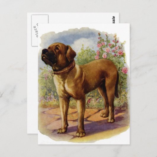 Mastiff Briefkaart (Voorkant / Achterkant)