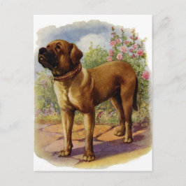 Mastiff Briefkaart