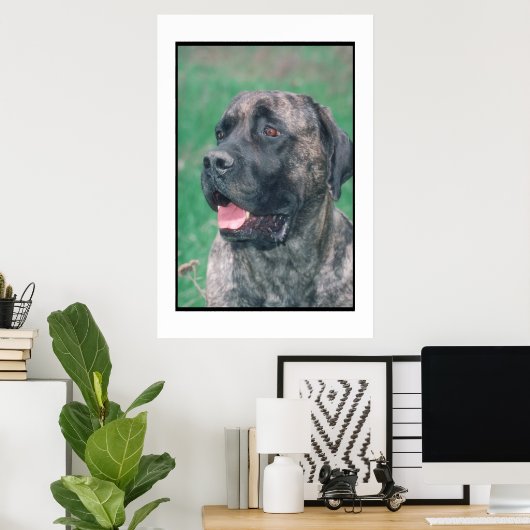 Mastiff Brindle Poster (Thuiskantoor)